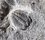 Olenus truncatus (BRNNICH 1871) - Bild © FossNet FossilienStore